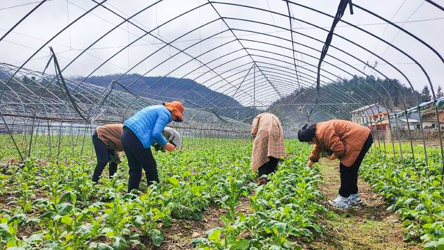 恩施茅田乡太和街村，富硒油菜苔采摘忙！