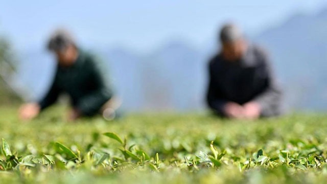 “恩施硒茶”迎来首轮春采